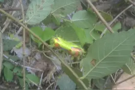 瞌睡虫送你糖宝玩玩，防火防盗防小三，提神醒脑专用图片
