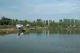 黑坑钓起来的鱼，身上有好多溃烂，还能吃吗图片