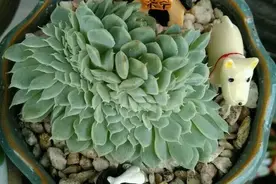妈妈再也不用担心我的肉肉生病了！图片