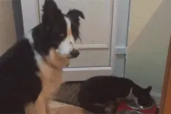 猫咪总是抢大黑狗的东西吃，主人看不下去提醒狗狗要自强图片