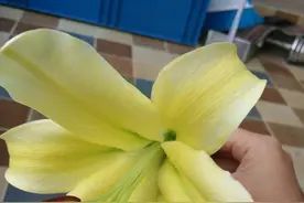 小女孩来花店买花，钱不够，遇到了有钱的老板图片