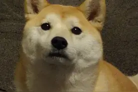 趴车门送女主人出嫁，柴犬：不要走图片