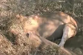 不战死不罢休，疣猪与狮子抗战到底图片