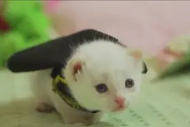 有趣的小奶猫模仿蝙蝠侠大战超人图片