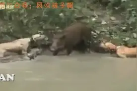 三英战野猪（斗牛犬狩猎野猪,野狗和疣猪）图片