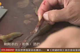 野生黄鳝体内“白虫”扎堆，肉眼可见谁敢吃？图片