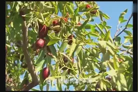 宁夏灵武长枣美名扬图片
