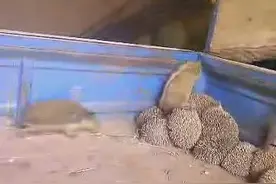 刺猬的养殖图片