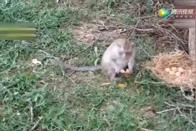 猴子饿了竟去偷吃鸡蛋，猴子也太聪明了视频封面