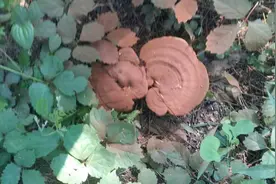 昆嵛山发现野生灵芝菌(图)图片