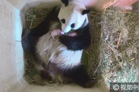 定居奥地利大熊猫“阳阳”怀抱双胞胎幼崽大秀母爱图片