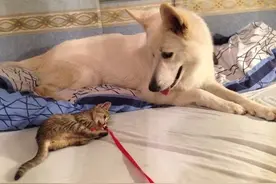 小猫咪误打误撞闯进一户人家，没想到却意外找到最疼爱它的狗爸爸图片