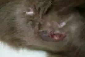 我不敢想象，吉吉娃留着最后一口气看我！图片