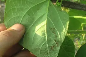 农药 | 超全面的农药药害知识整理（一）药害是如何发生的？又该如何识别？图片