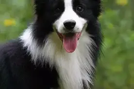 提防！狗狗食盐中毒的症状及治疗图片