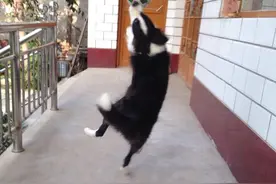 怀孕15周和狗狗的快乐时光图片