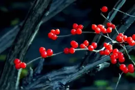 诗词鉴赏-玲珑骰子安红豆 入骨相思知不知图片