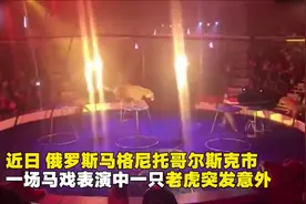 惊魂一刻！马戏团表演时老虎突发痉挛浑身抽搐@抖音小助手视频封面