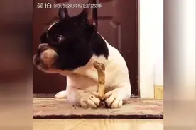 小乖乖爱啃骨头，为了美食，再次唾沫横飞不顾形象！图片