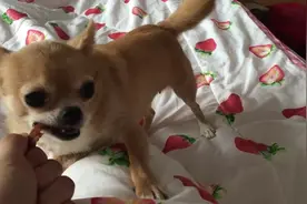 狗狗就是不满意，主人拿着肉干一边喂自己，铲屎的你到底放不放手图片