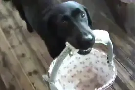 狗狗在饭店当服务员，一干就是7年！竟然还给自己攒下不少钱