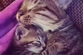 萌宠搞笑图第532：一只公橘猫想找少女猫搭讪，结果遭少女喵打图片