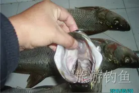 如何钓获米级翘嘴？这里有图有真相！图片