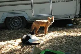 野放的小狐狸仍坚持每天回到救援中心，只为和最爱的猫咪共进晚餐图片