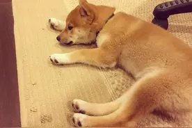 如何养好一只柴犬？这样分辨纯种柴犬的长相、体型、毛色图片