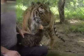 猫咪第一次看到老虎，猫：我这大儿砸吃什么激素长这么大的图片