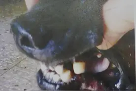 台湾成功大学校园犬伤人，相关管理者带其至医院磨平狗狗的犬牙图片