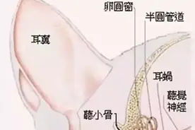 猫耳朵の常见疾病，不容小觑！图片