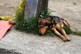 眼见主人遭车辆撞击，狗狗露出悲伤神情守候在主人尸体身旁不离开图片