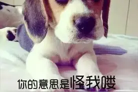 臭名远扬？“臭狗狗”逆袭大挑战  “图片
