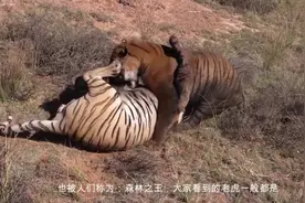 狗狗染色成老虎，这是狐假虎威吗视频封面