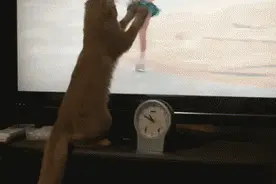 这逗猫棒太怪，有点跟不上速度了喵~图片