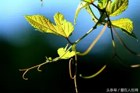 越长大越孤单图片