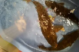 这条鱼刷新了我的大鱼记录！ 老鬼饵料钓鲤鱼图片