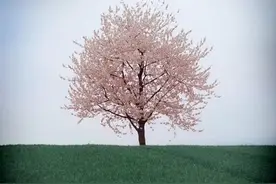 站成一棵树图片