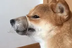 爆笑gif：主人，你这样子真的好吗图片
