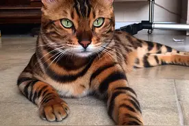 一只长得像豹子的喵星人，获赞最酷猫咪，表情冷酷自带王霸之气图片