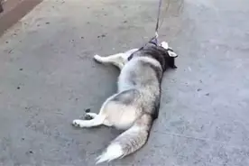 哈士奇耍懒在地上不肯起来，主人只用一句话就制服了.图片