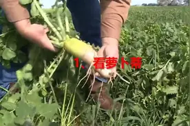 白萝卜切开以后是黑心的看好这些地方，避免买到黑心大萝卜视频封面