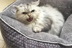 网友崩溃！养了只特别顽烈不知好歹的猫，尽是愤怒和报复心理图片
