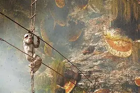 世界上最大的蜜蜂——喜马拉雅悬崖蜂图片