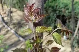 路边野花不能采，南通野菜人人爱！这10种养生野味你吃过多少？图片