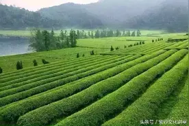 源起中国的抹茶，不是抹茶粉噢图片