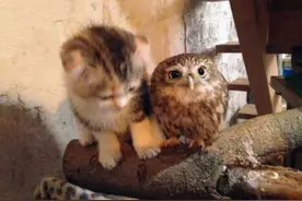 太萌了！猫头鹰和猫咪竟然也能成为好闺蜜图片