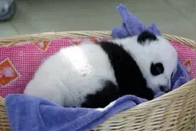 熊猫幼儿园开张后，疑难杂症全部都自动被治愈了！图片