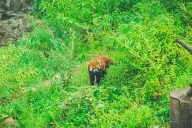 熊猫功夫茶养成记∣台湾青年大熊猫保育实习体验营进行时(2)图片